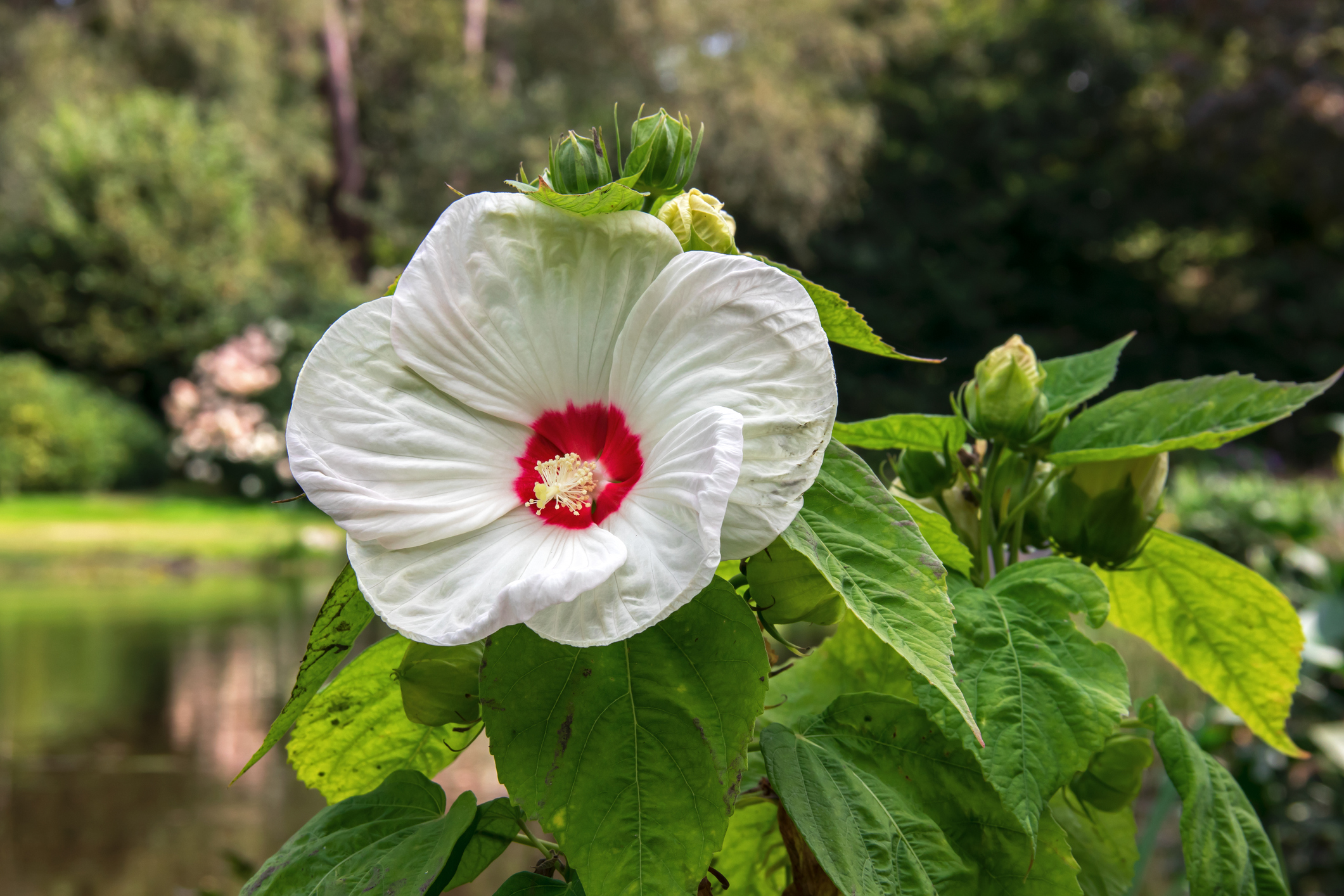 Purva hibiskuss (Hibiscus moscheutos)