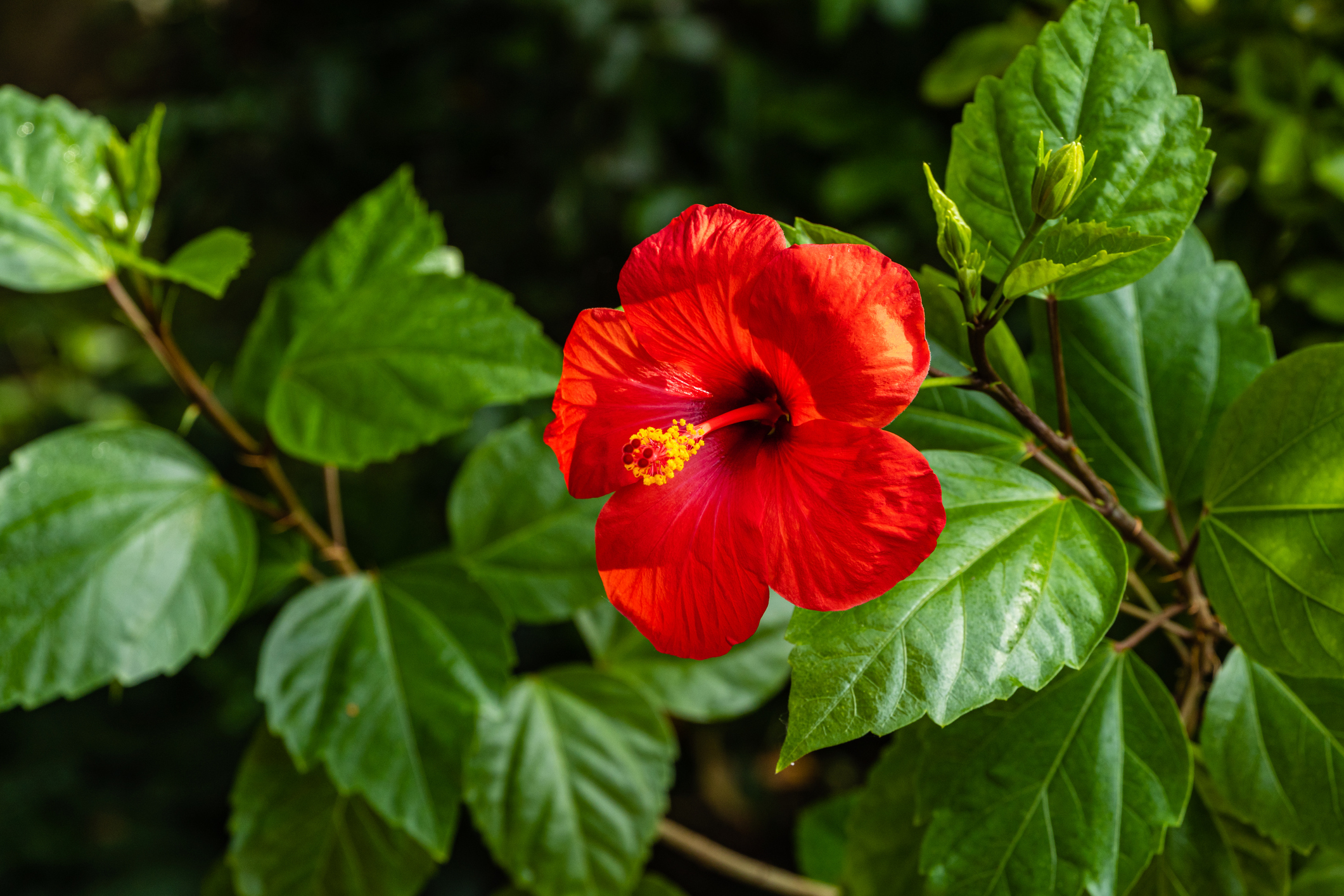 Hibiscus rosa-sinensis - Ķīnas roze