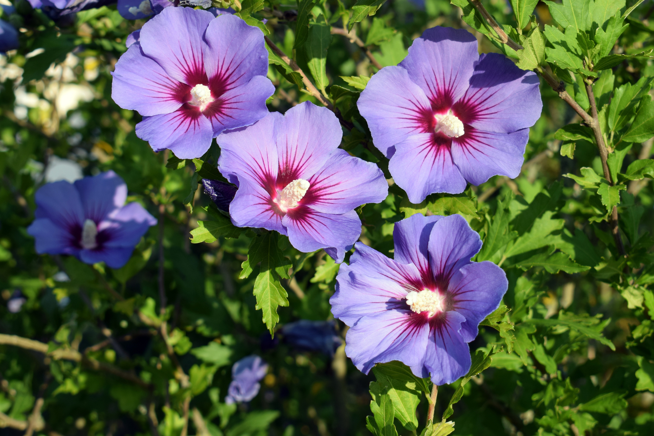 Sīrijas hibiskus (Hibiscus syriacus)