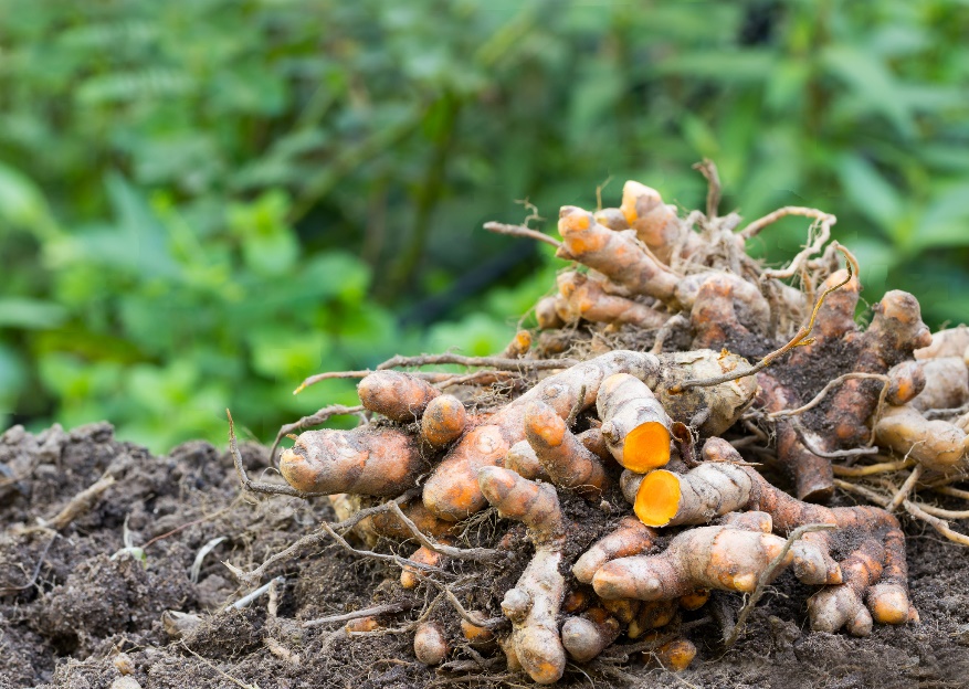 Curcuma longa sakneņi (saknes)