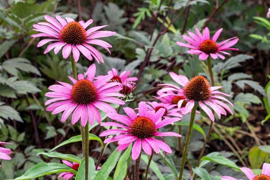 Augs Echinacea purpurea