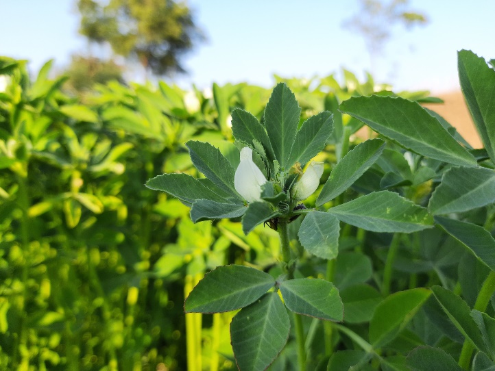 Savvaļā augošais grieķu sierāboliņš (Trigonella foenum Graecum)