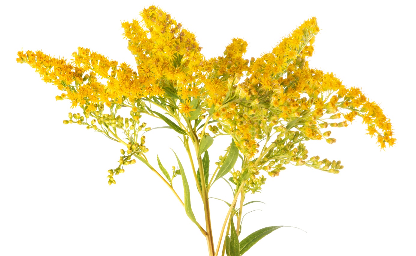 Solidago virgaurea - zeltainā jāņuzarde