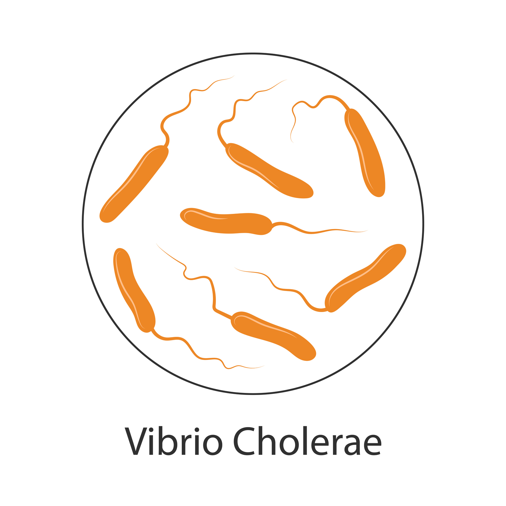 Holēras baktērijas Vibrio cholerae