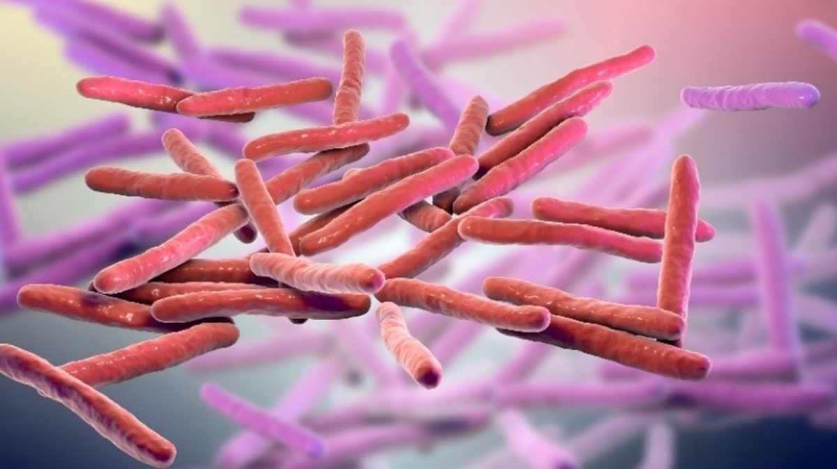 Mycobacterium leprae mikrokosma (lepras baktērijas) 3D vizualizācija