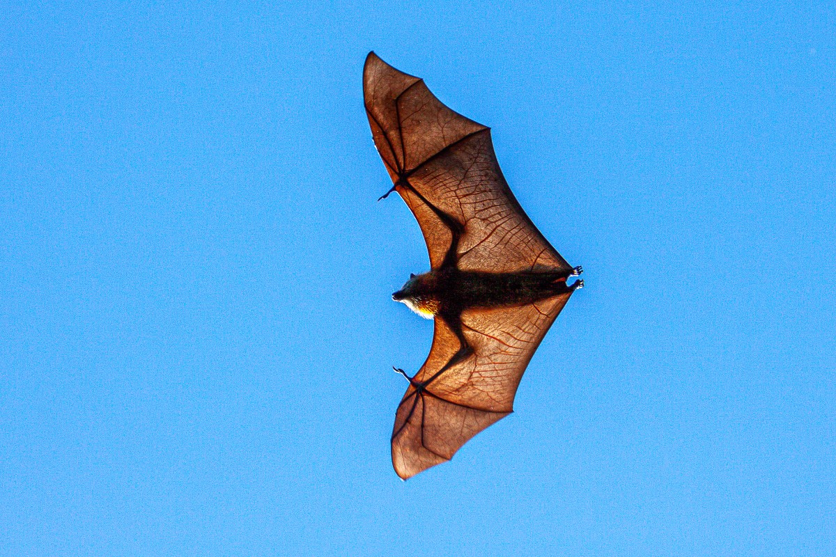 Lyssa vīrusa pārnēsātājs Bat - peld, zilas debesis