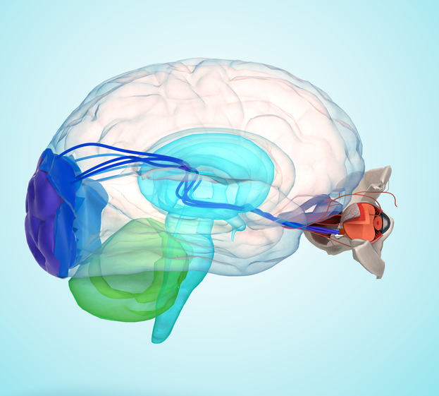 Acs un smadzenes anatomiski parādītas