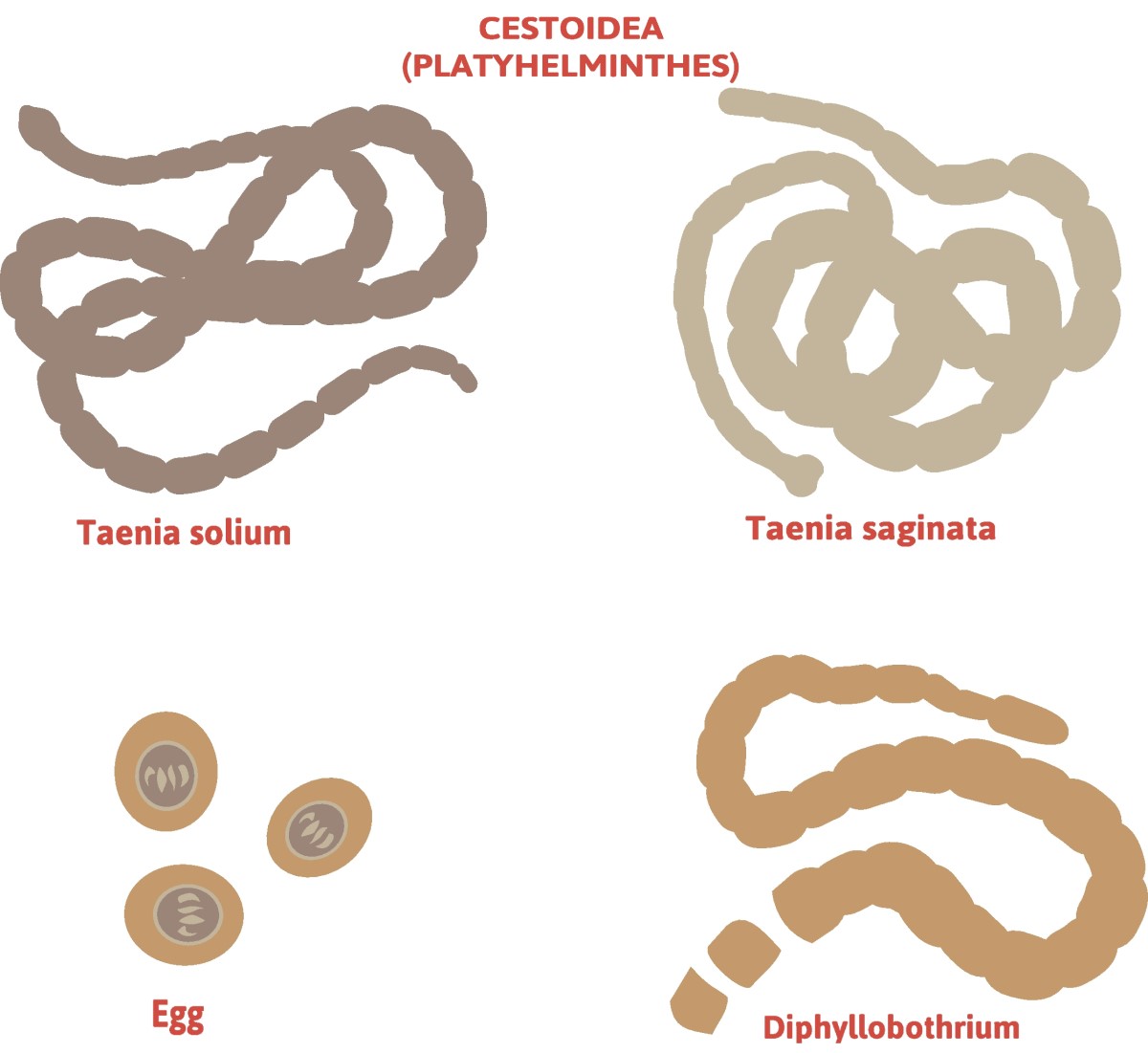 Taenia - kaspēdiņu iedalījums - Taenia solium (gaļkāju kaspēdiņš) + Taenia saginata (neaizsargāts kaspēdiņš).