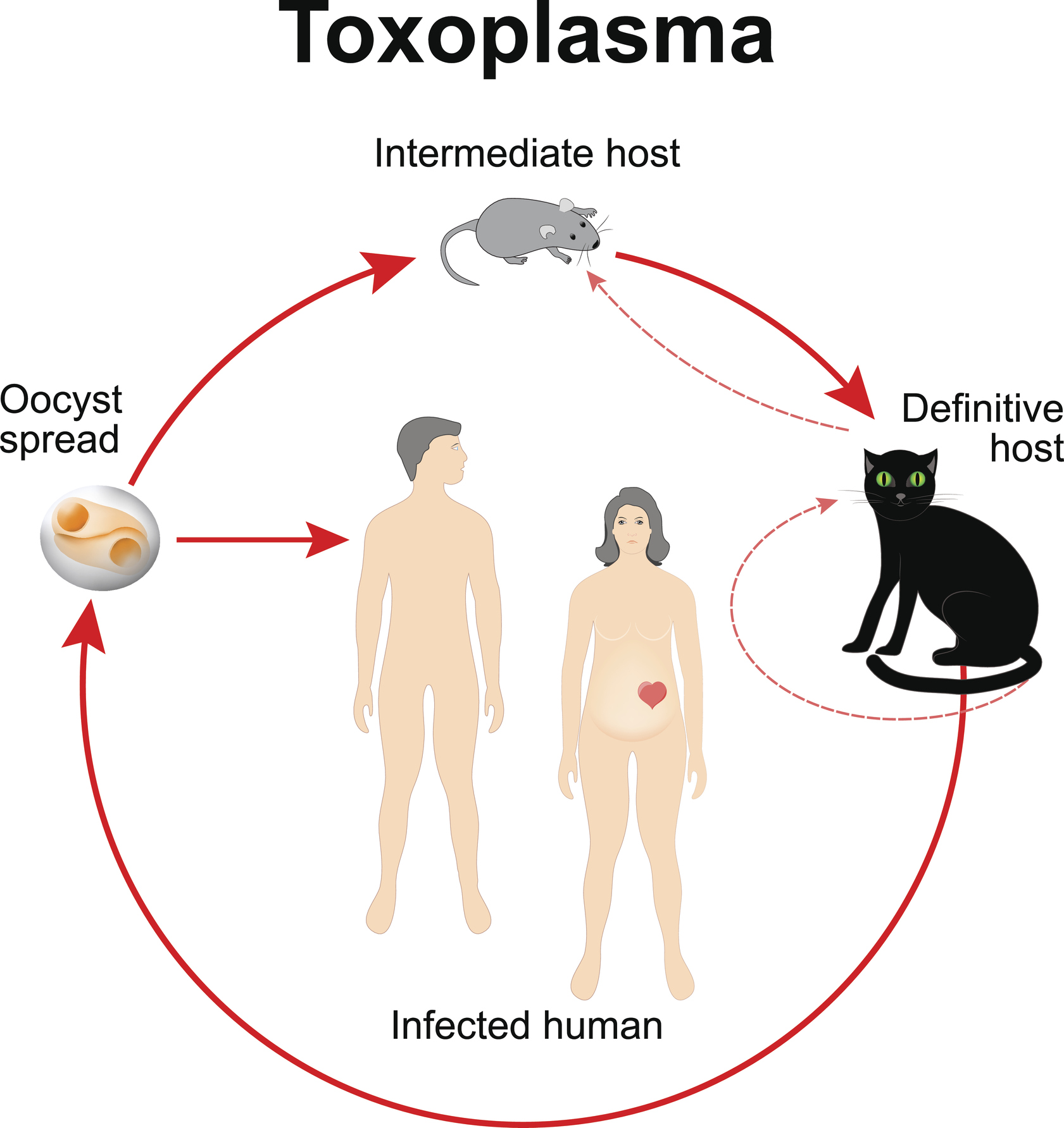 Toxoplasma gondii dzīves cikls