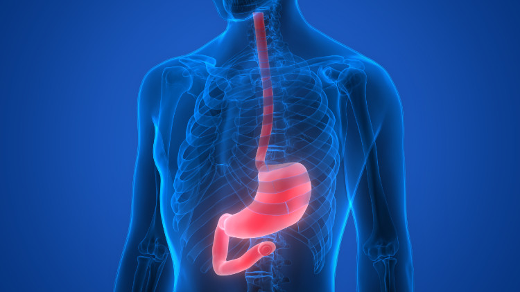 zils cilvēka siluets ar anatomiski attēlotu kuņģi un barības vadu sarkanā krāsā.