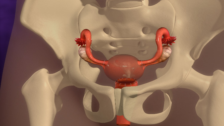 dzemde anatomiski atrodas mazā iegurņa kaulainajā skeleta daļā.