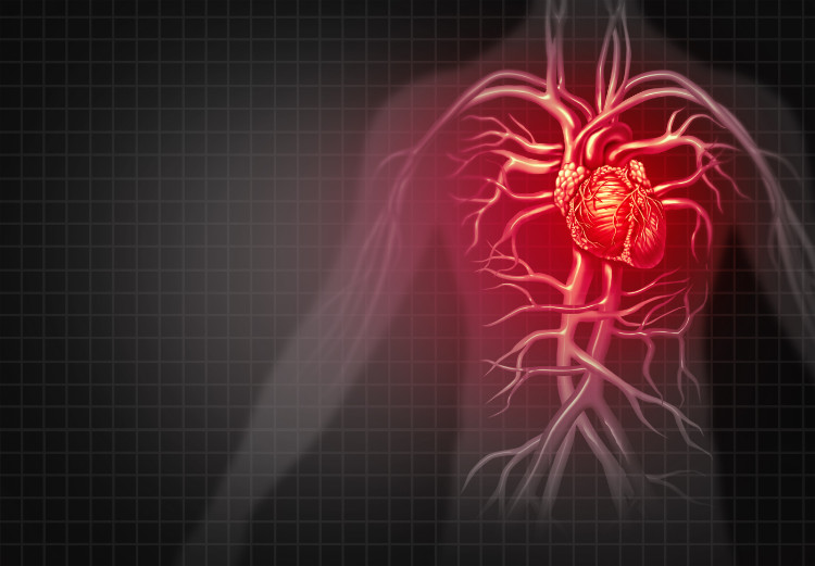 sarkans cilvēka siluets ar anatomisku sirds attēlojumu