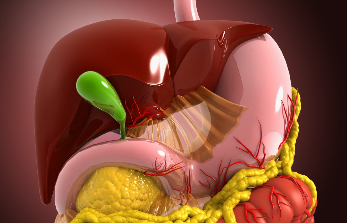 Anatomiskais skats - modelis - gremošanas sistēma, aknas, žultspūslis, gremošanas sistēma