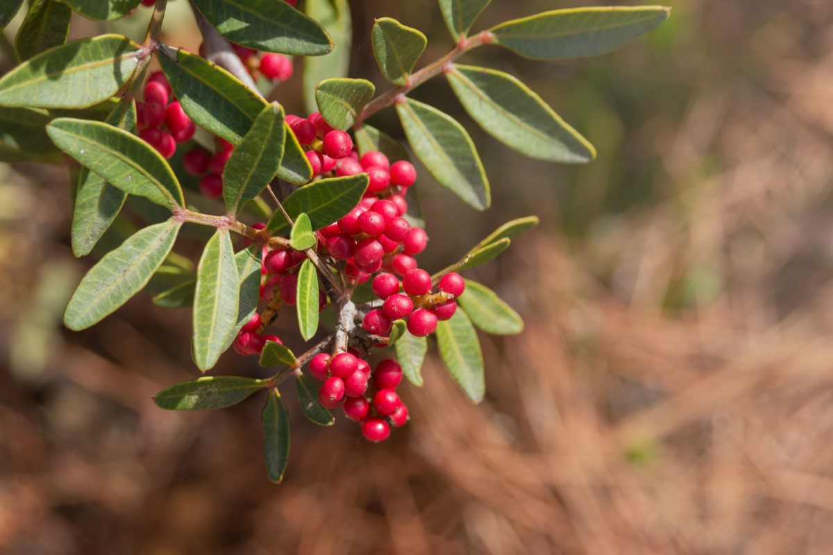 Pistacia mastix (P. lentiscus) ir plaši izplatīta kā koks vai krūms, īpaši Vidusjūras piekrastes apgabalos.