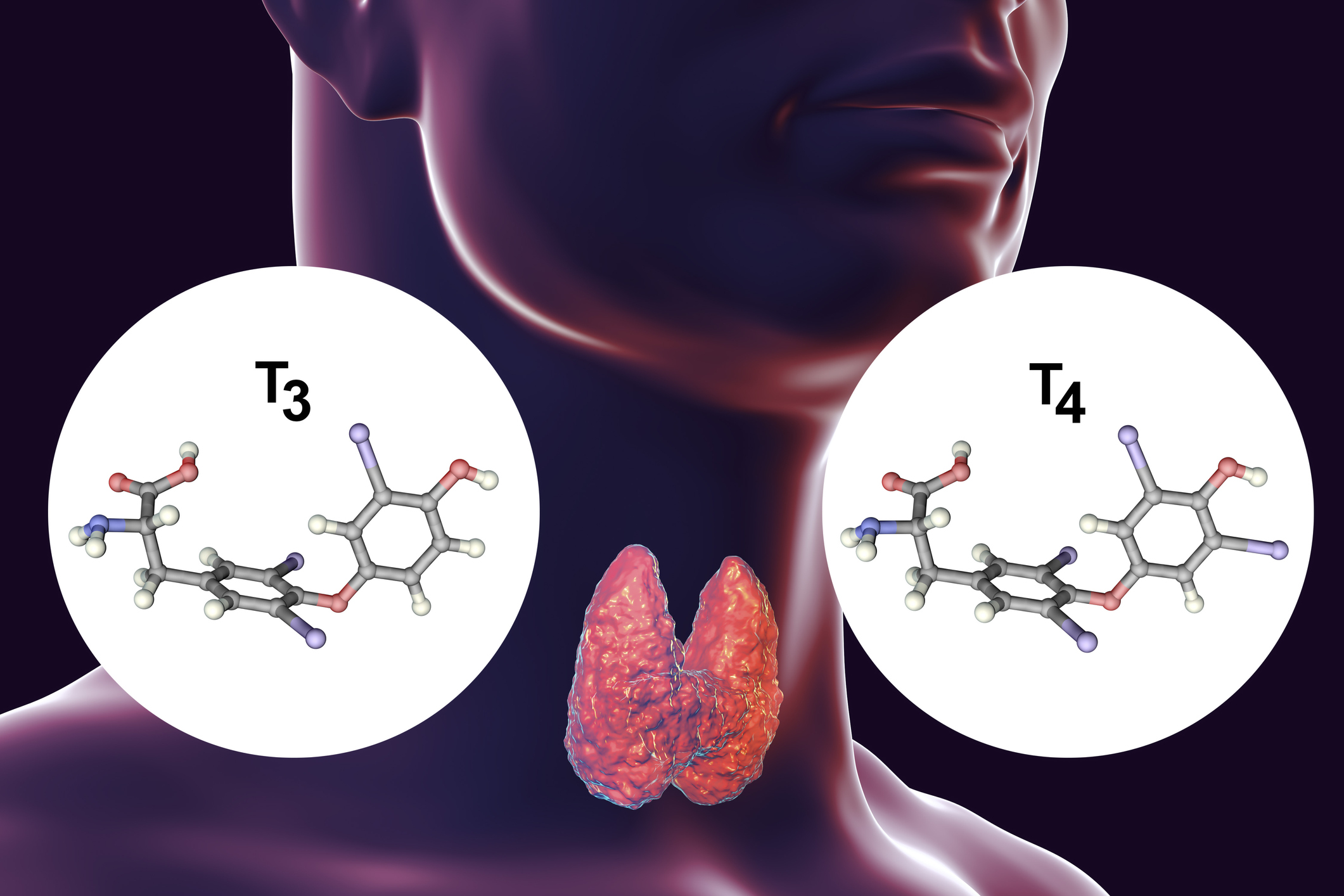 Vairogdziedzeris ir vairogdziedzera hormonu - tiroksīna (T4) un trijodtironīna (T3) - ražotājs.