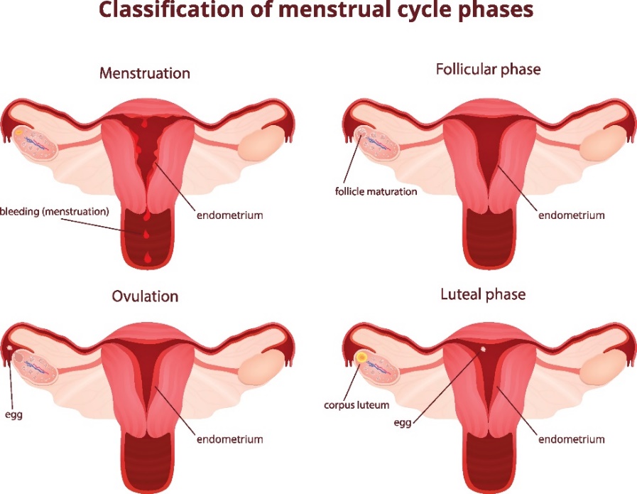 4 menstruālā cikla fāzes