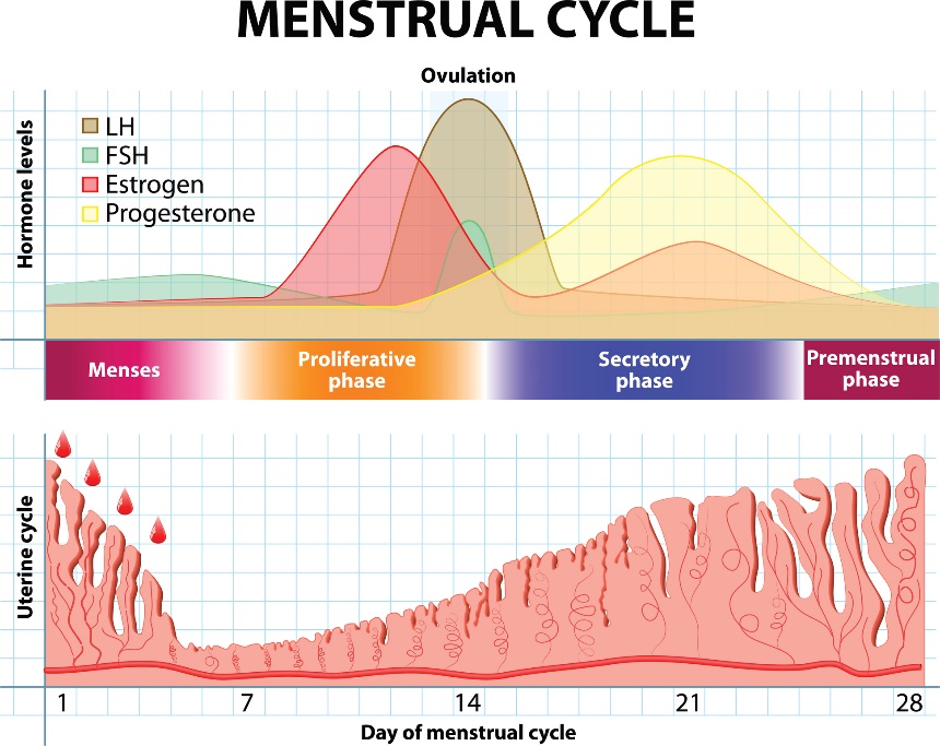 Menstruālais cikls un hormonu un dzemdes gļotādas izmaiņas laika gaitā.