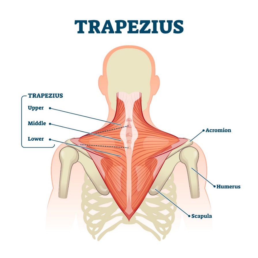 Trapeciālais muskulis (musculus trapezius) - muskuļa augšējās, vidējās un apakšējās šķiedras. Akromions (lāpstiņas izaugums virs pleca locītavas, Humerus - pleca kauls, Scapula - lāpstiņa).