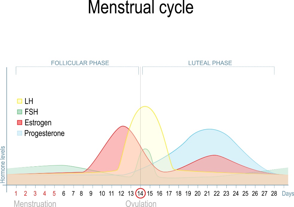 Dzimumhormonu līmeņa izmaiņas menstruālā cikla laikā