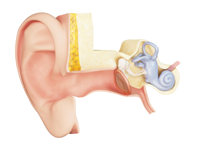 vidusauss anatomiskais skats