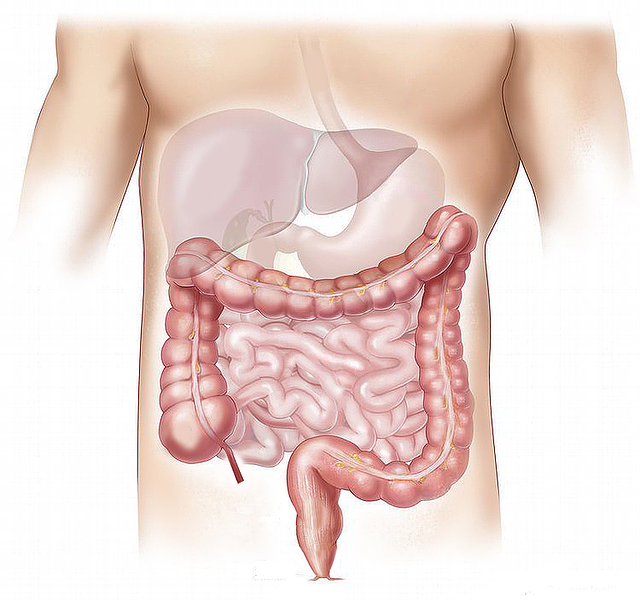 Gremošanas problēmas un gremošanas sistēmas anatomiskais skats