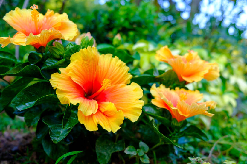 Hibiskus un tā izmantošana veselībai? Kāda ir tā iedarbība un kāda veida?