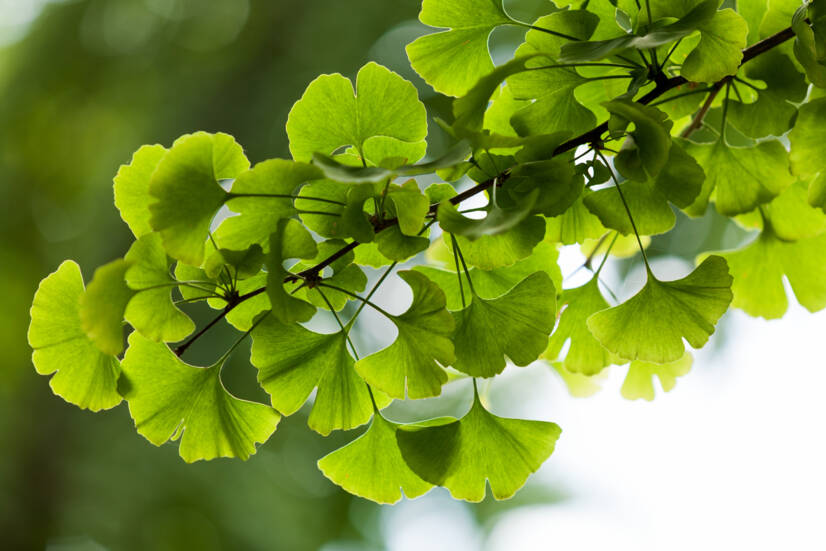 Ginkgo biloba: kāda ir tās vēlamā un nevēlamā iedarbība? Vai tā veicina atmiņu?