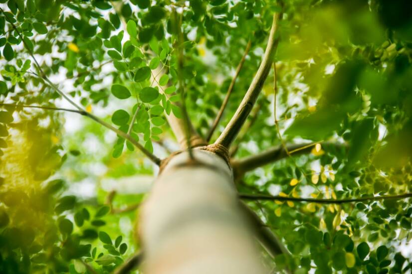 Moringa oleifera: Vai jūs zināt šo ēdamo koku? Kāda ir moringas iedarbība?