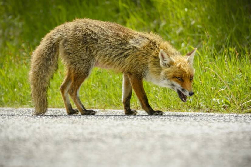 Kas ir trakumsērga? Kā tā izplatās un izpaužas cilvēkiem? + Vakcinācija