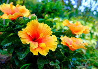 Hibiskus un tā izmantošana veselībai? Kāda ir tā iedarbība un kāda veida?